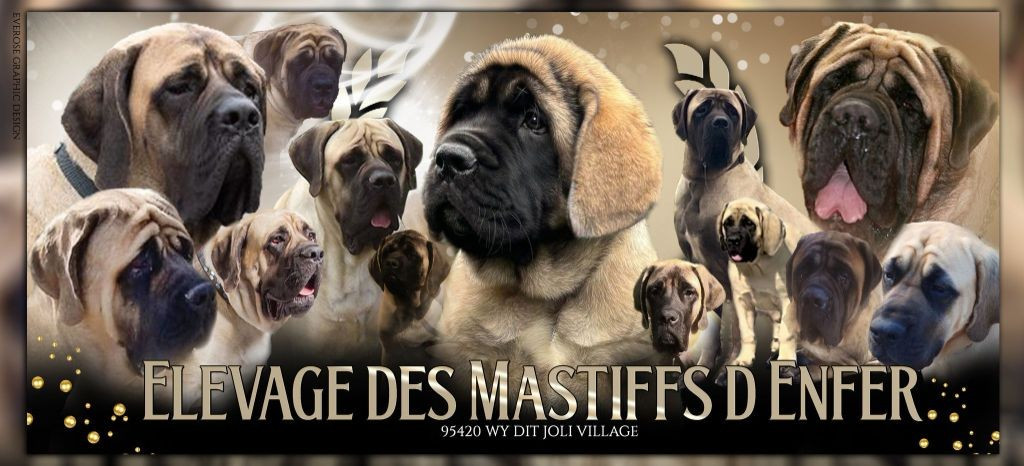 des Mastiffs d'Enfer - BONNE ANNEE