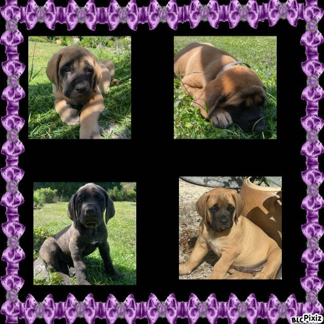 CHIOTS DISPONIBLES MALES