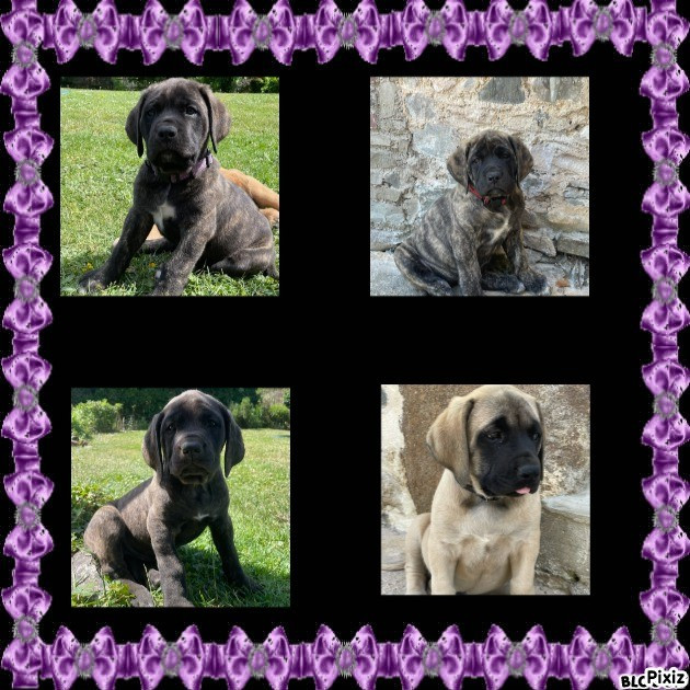 CHIOTS DISPONIBLES FEMELLES