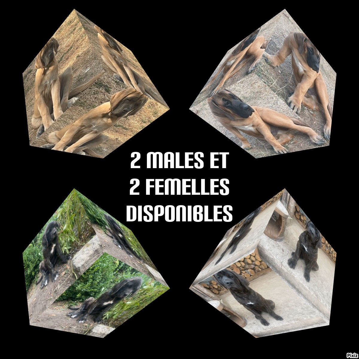 CHIOTS DISPONIBLES