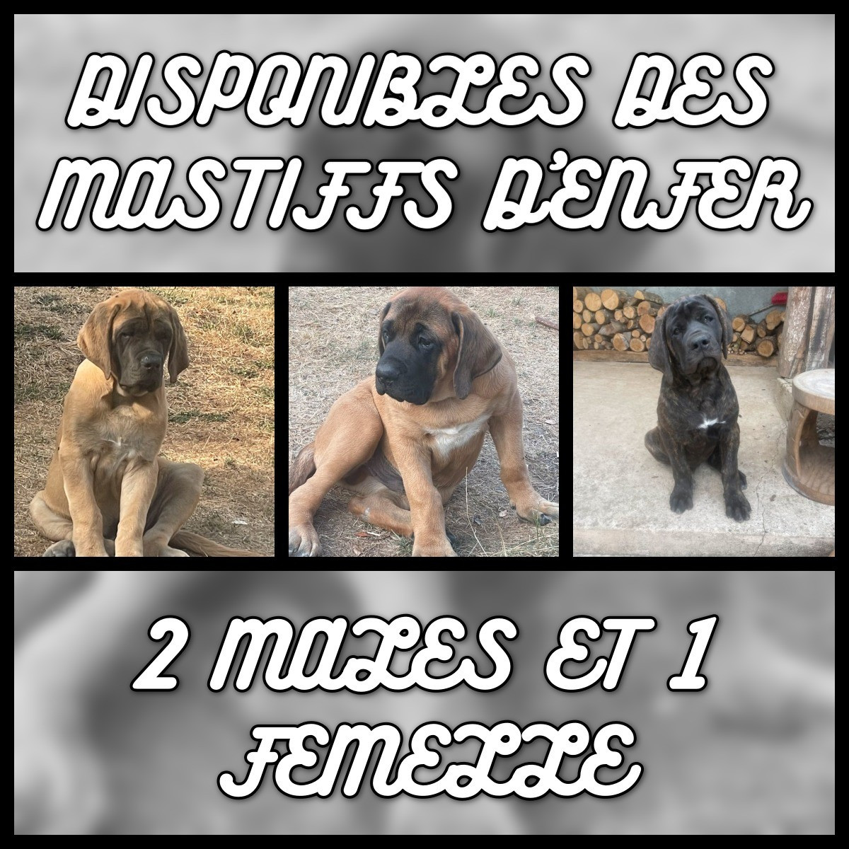 CHIOTS DISPONIBLES