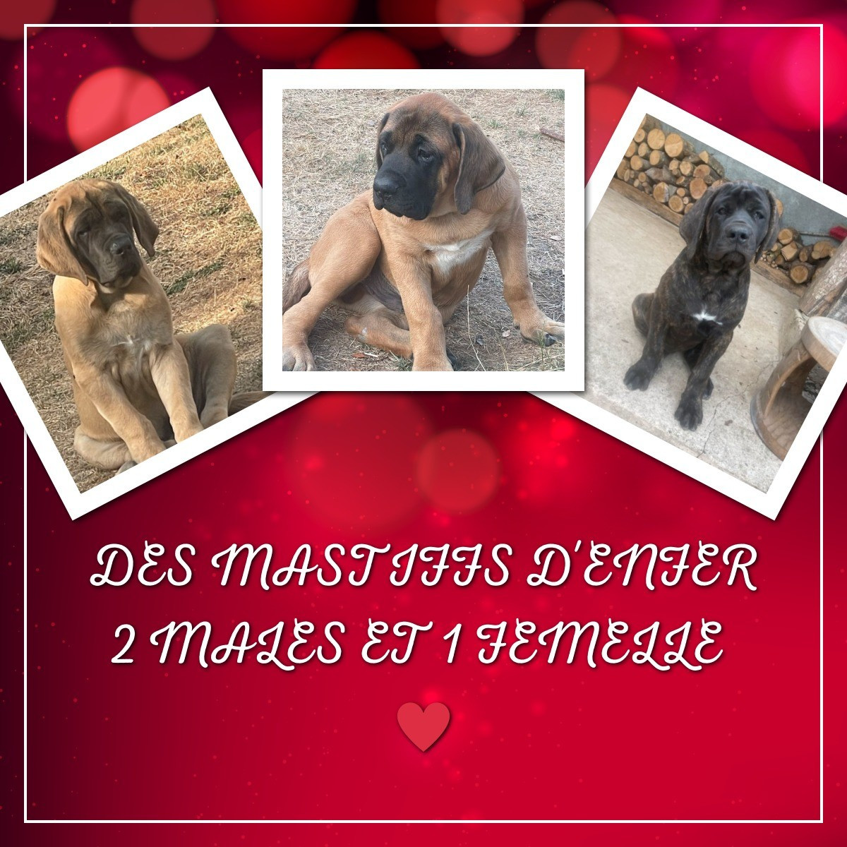 des Mastiffs d'Enfer - CHIOTS DISPONIBLES