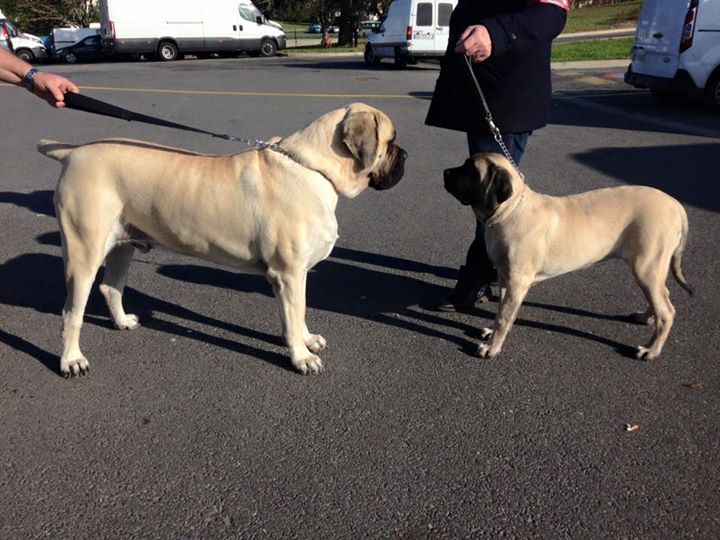 des Mastiffs d'Enfer - 1ERE EXPOSITION A POITIERS