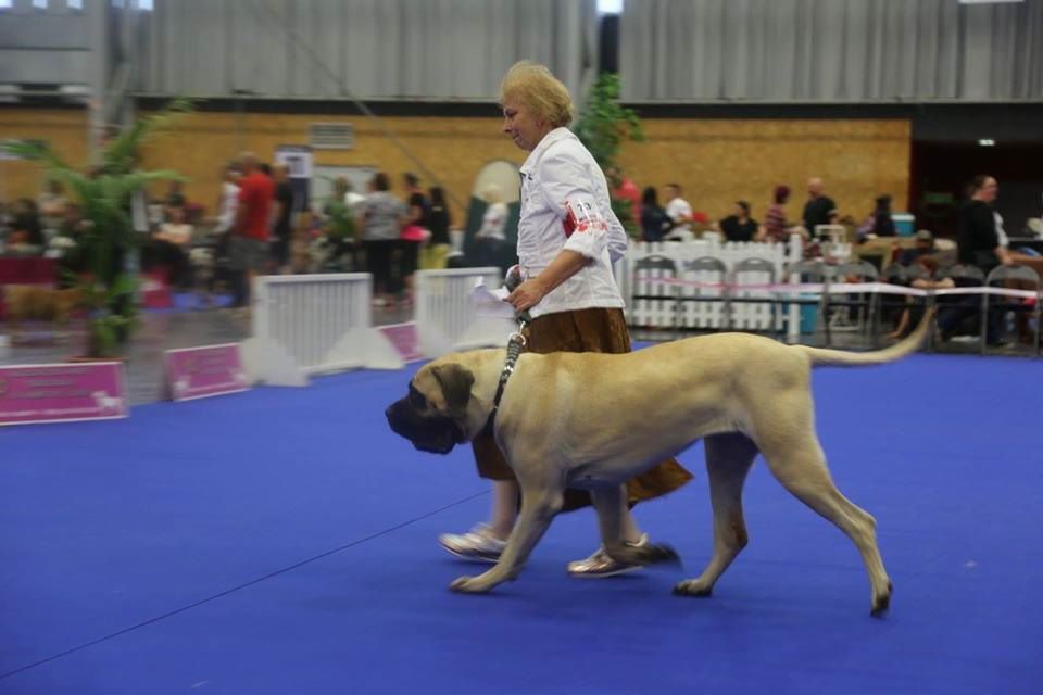des Mastiffs d'Enfer - CHAMPIONNAT DE FRANCE 2017