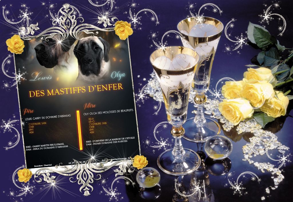 des Mastiffs d'Enfer - fiançailles