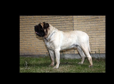des Mastiffs d'Enfer - MULTI CH BACHKIR NEWS