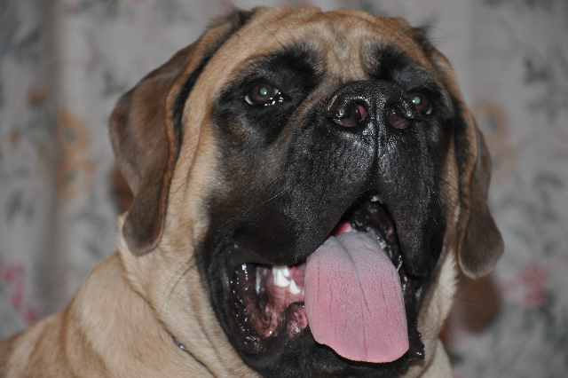 DES MASTIFFS D'ENFER LES MALES