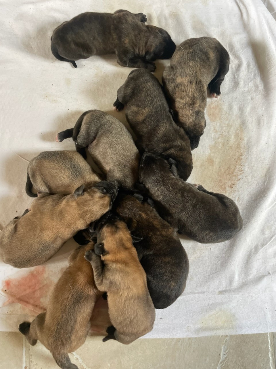des Mastiffs d'Enfer - Chiots disponibles - Mastiff