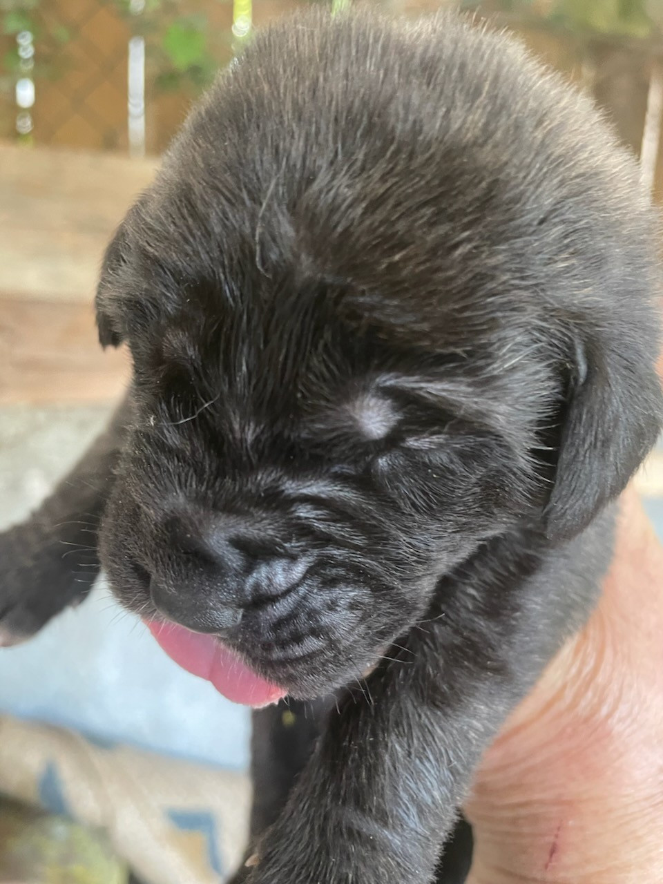 des Mastiffs d'Enfer - Chiots disponibles - Mastiff