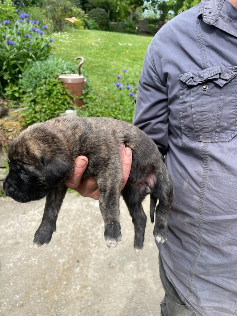 des Mastiffs d'Enfer - Chiots disponibles - Mastiff