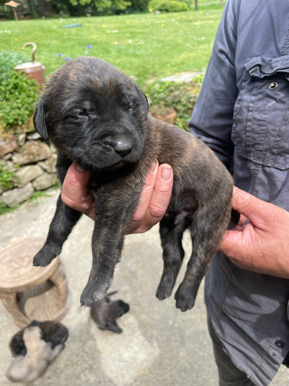 des Mastiffs d'Enfer - Chiots disponibles - Mastiff