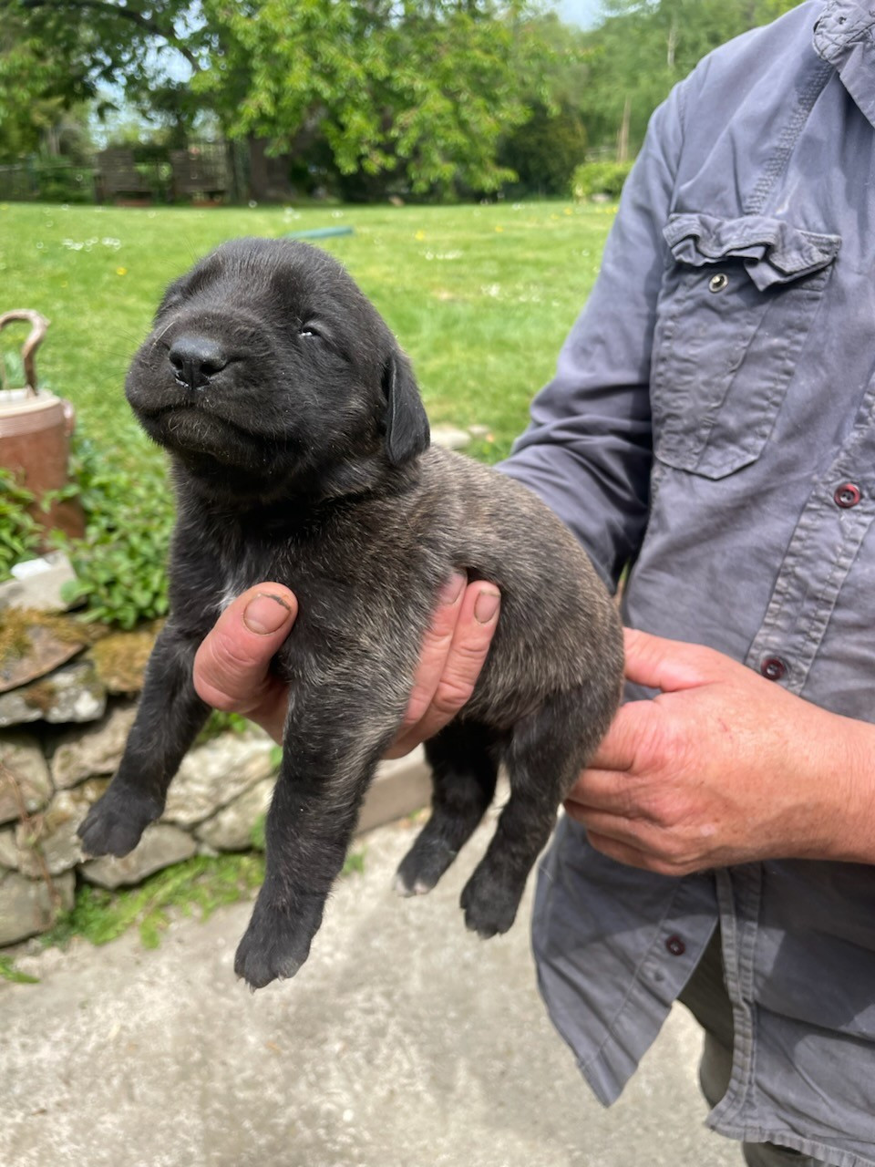 des Mastiffs d'Enfer - Chiots disponibles - Mastiff
