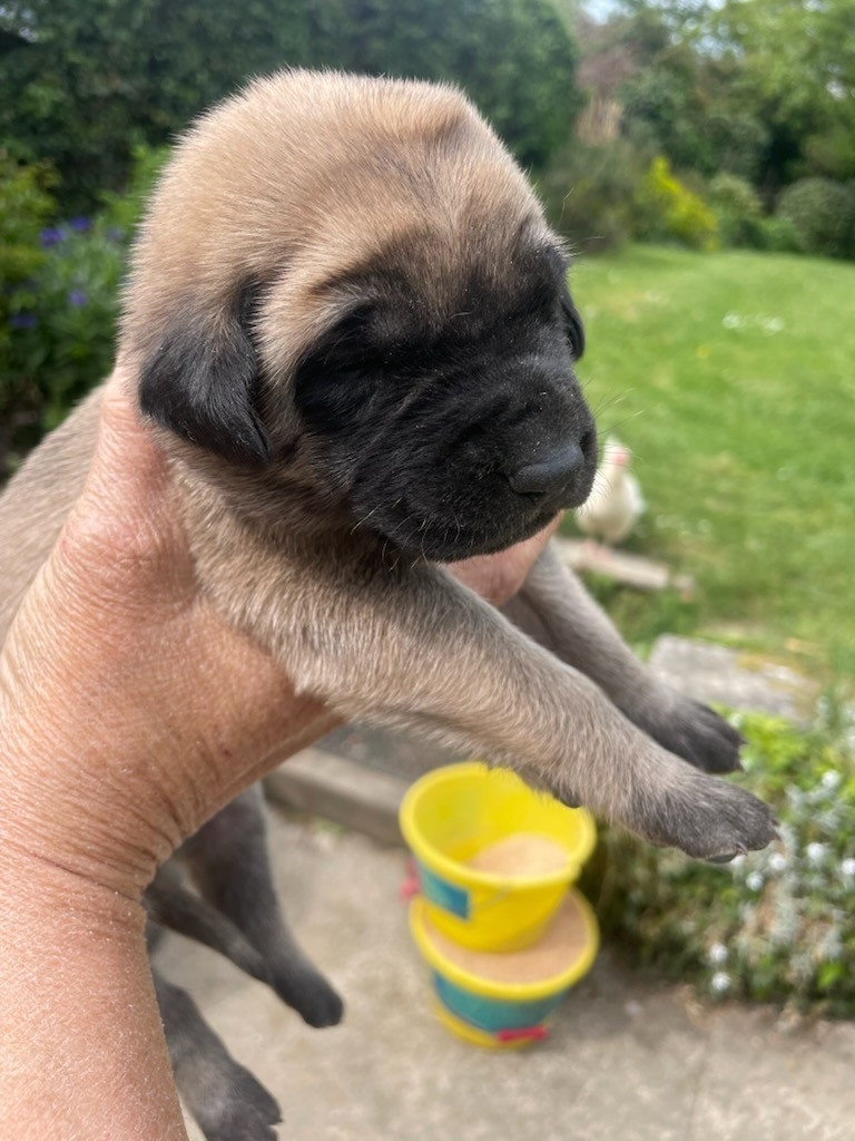 des Mastiffs d'Enfer - Chiots disponibles - Mastiff