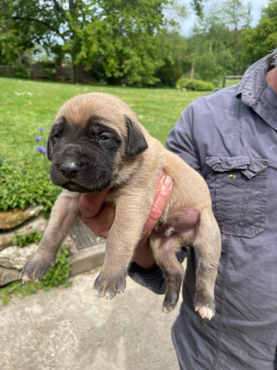 des Mastiffs d'Enfer - Chiots disponibles - Mastiff