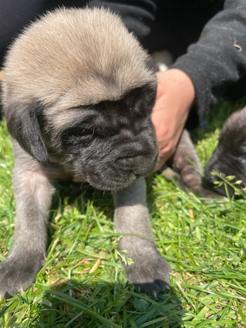 des Mastiffs d'Enfer - Chiots disponibles - Mastiff
