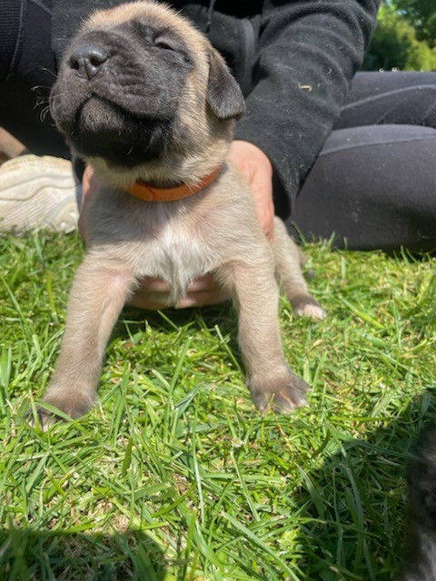 des Mastiffs d'Enfer - Chiots disponibles - Mastiff