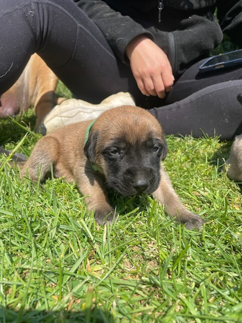 des Mastiffs d'Enfer - Chiots disponibles - Mastiff