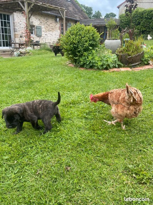 des Mastiffs d'Enfer - Chiots disponibles - Mastiff