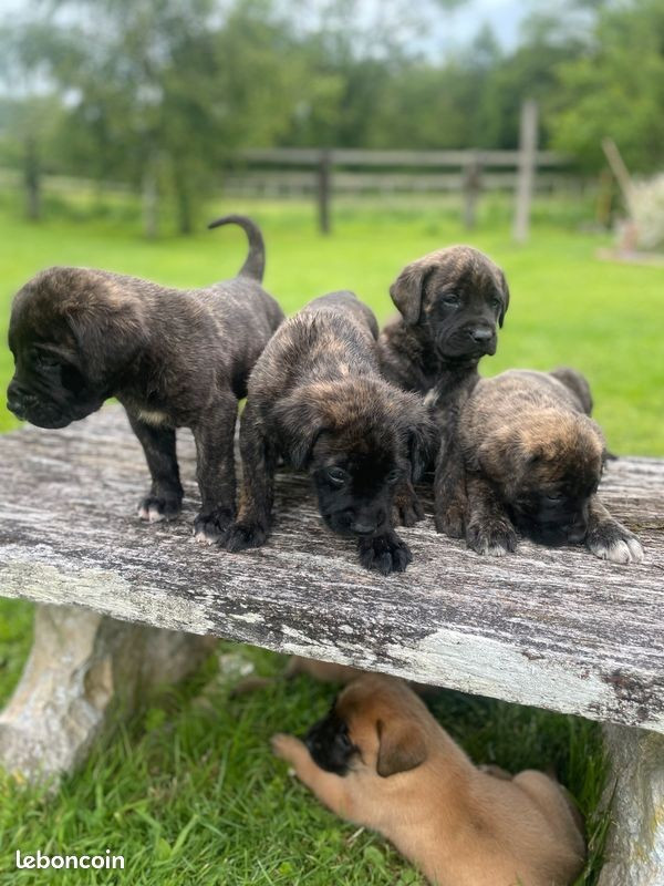 des Mastiffs d'Enfer - Chiots disponibles - Mastiff