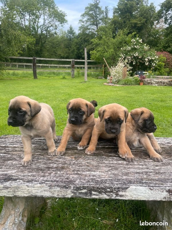 des Mastiffs d'Enfer - Chiots disponibles - Mastiff