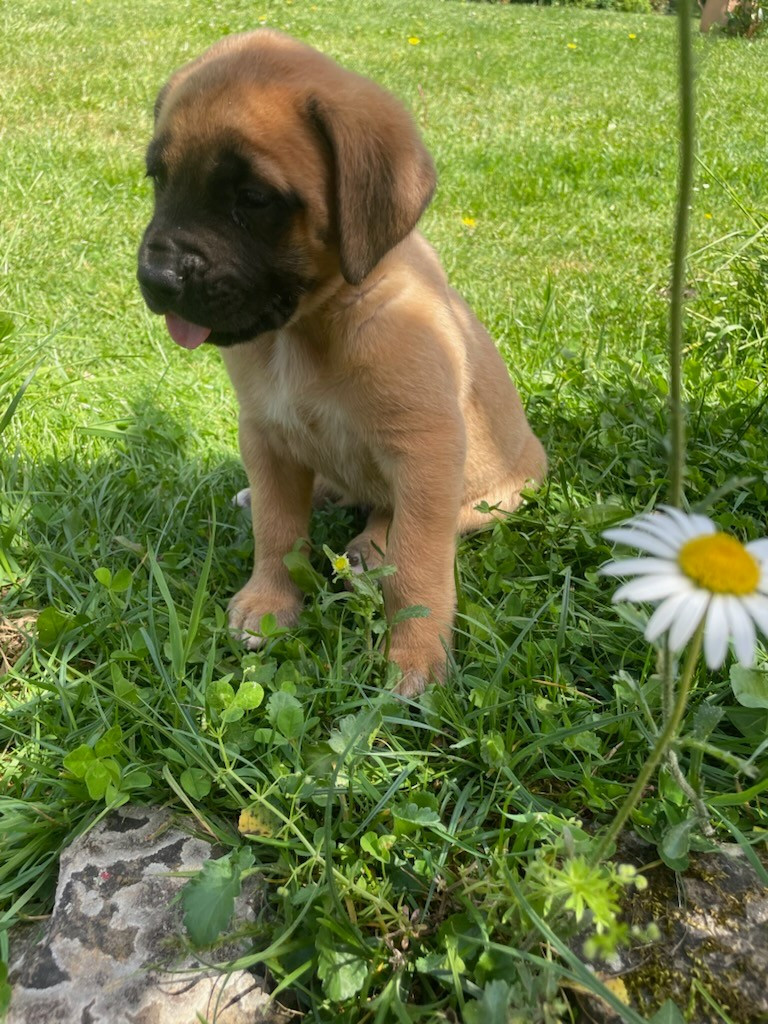 des Mastiffs d'Enfer - Chiots disponibles - Mastiff