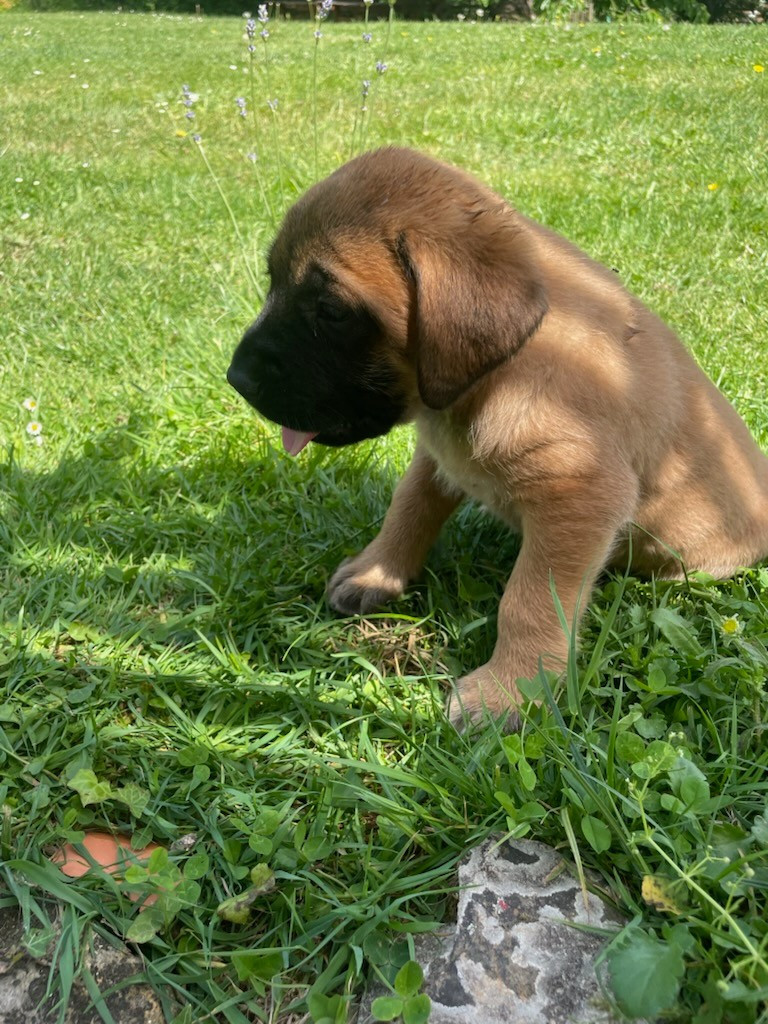 des Mastiffs d'Enfer - Chiots disponibles - Mastiff