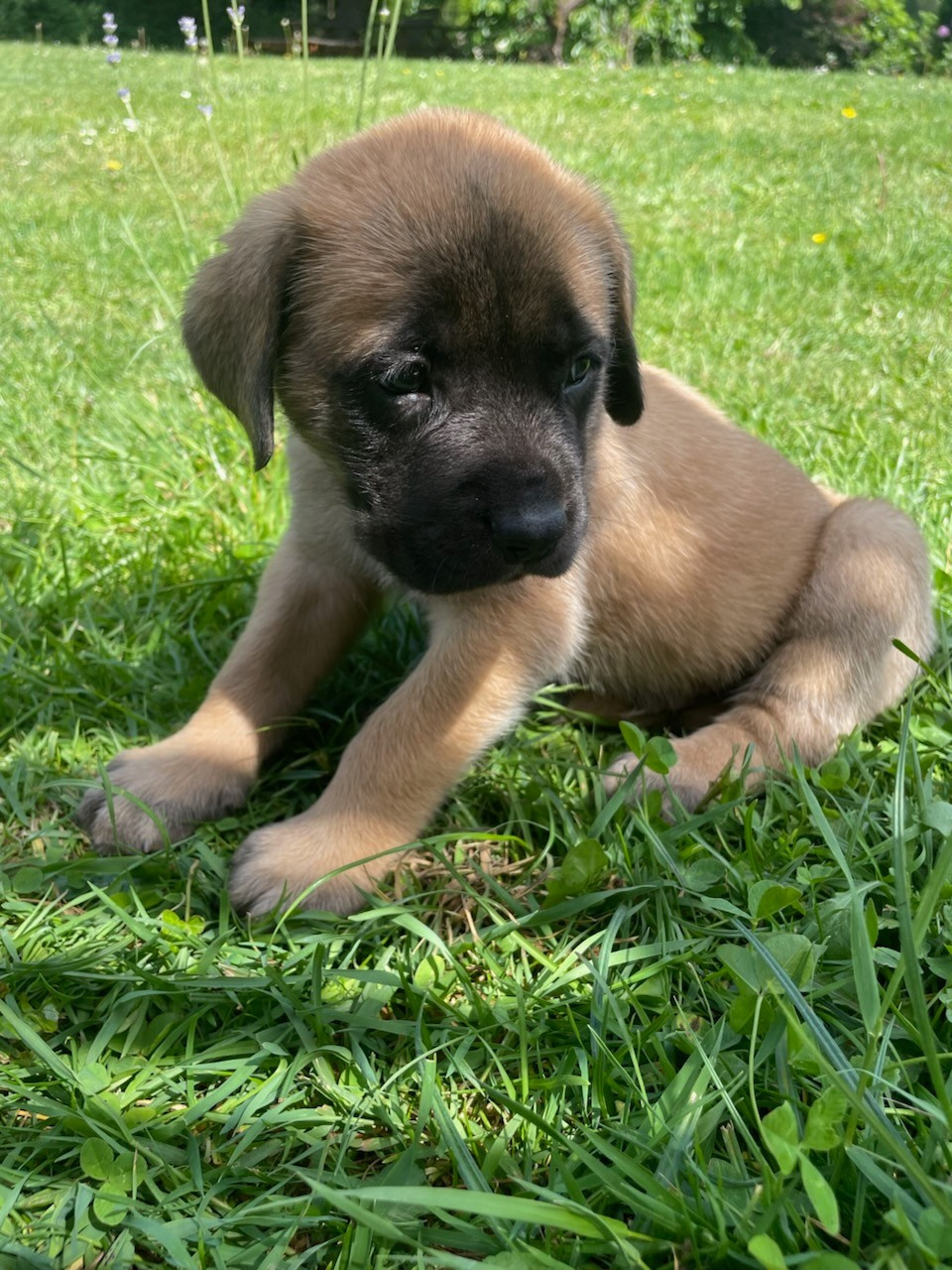 des Mastiffs d'Enfer - Chiots disponibles - Mastiff