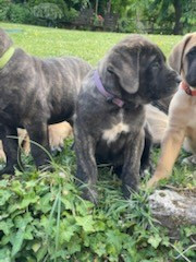 des Mastiffs d'Enfer - Chiots disponibles - Mastiff