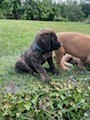 des Mastiffs d'Enfer - Chiots disponibles - Mastiff