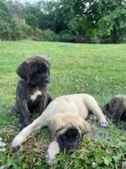 des Mastiffs d'Enfer - Chiots disponibles - Mastiff