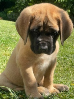 des Mastiffs d'Enfer - Chiots disponibles - Mastiff