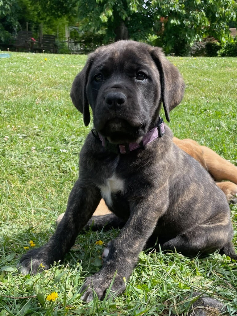 des Mastiffs d'Enfer - Chiots disponibles - Mastiff