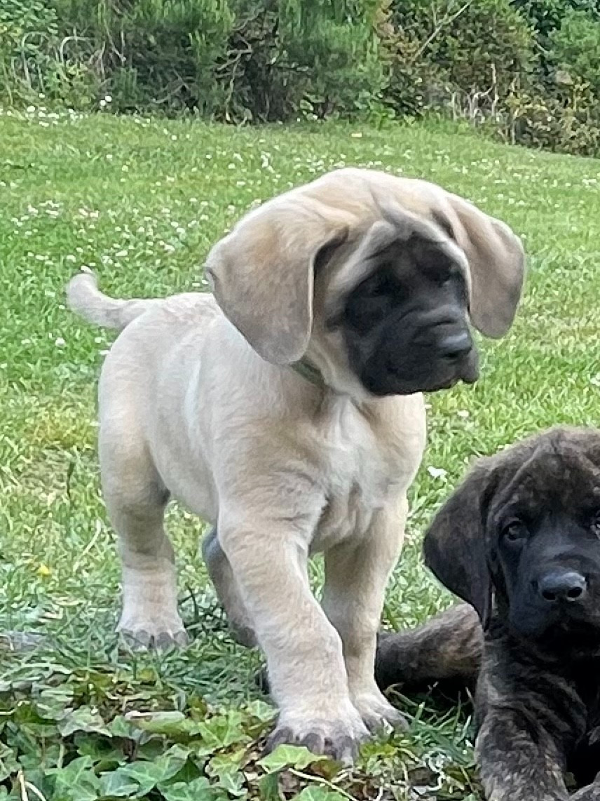 des Mastiffs d'Enfer - Chiots disponibles - Mastiff