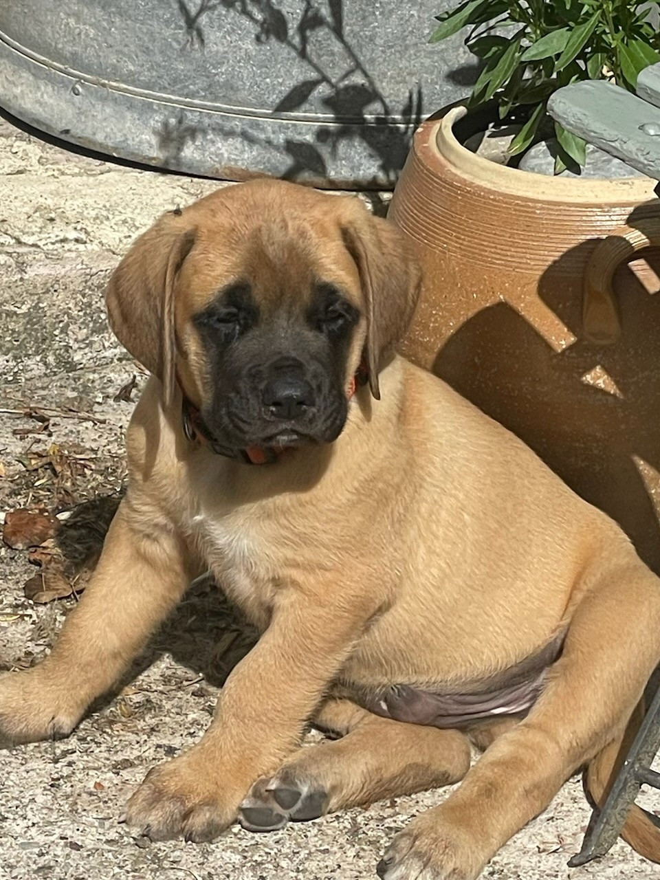des Mastiffs d'Enfer - Chiots disponibles - Mastiff