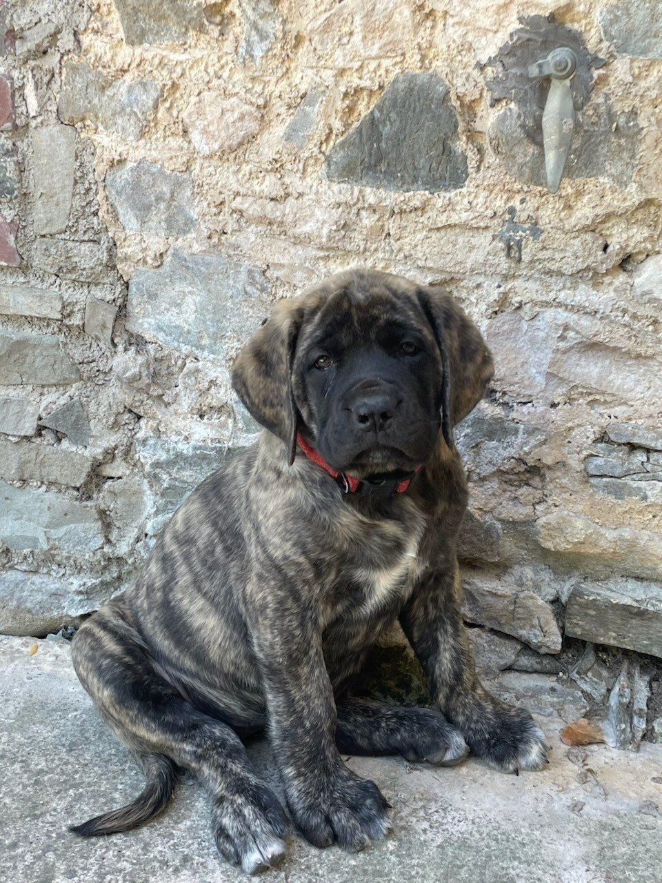 des Mastiffs d'Enfer - Chiots disponibles - Mastiff