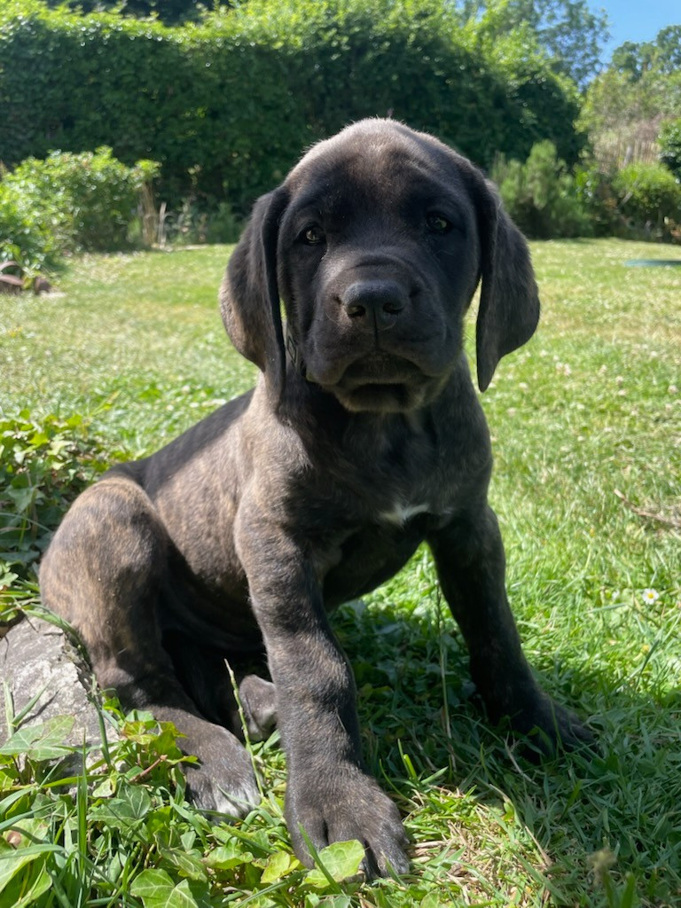 des Mastiffs d'Enfer - Chiots disponibles - Mastiff