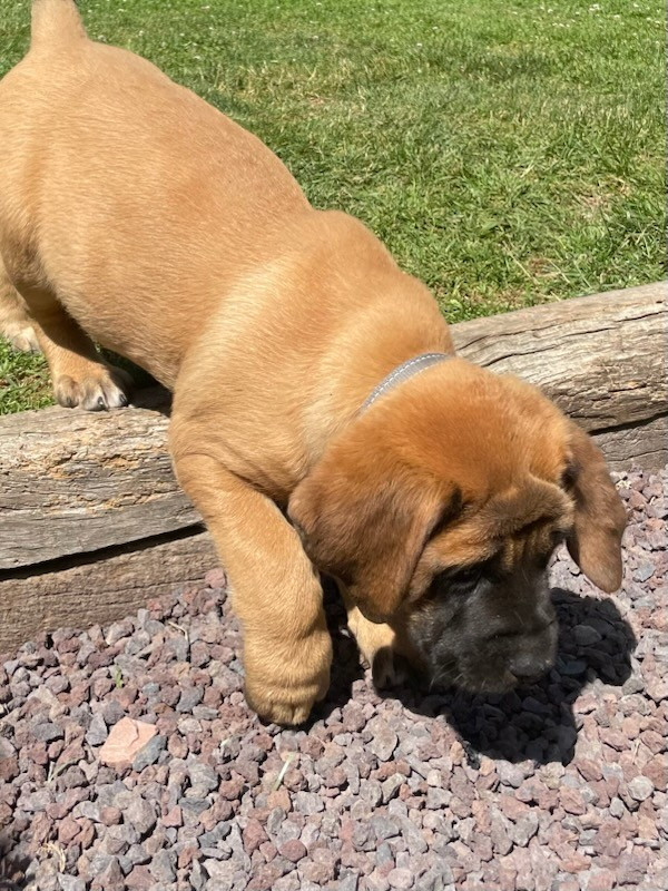 des Mastiffs d'Enfer - Chiots disponibles - Mastiff