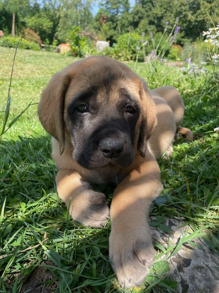 des Mastiffs d'Enfer - Chiots disponibles - Mastiff