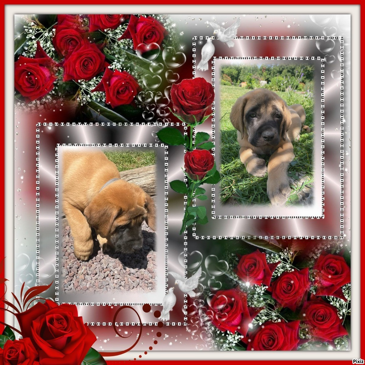 des Mastiffs d'Enfer - Chiots disponibles - Mastiff