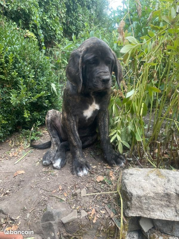 des Mastiffs d'Enfer - Chiots disponibles - Mastiff