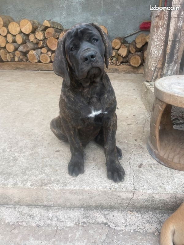 des Mastiffs d'Enfer - Chiots disponibles - Mastiff