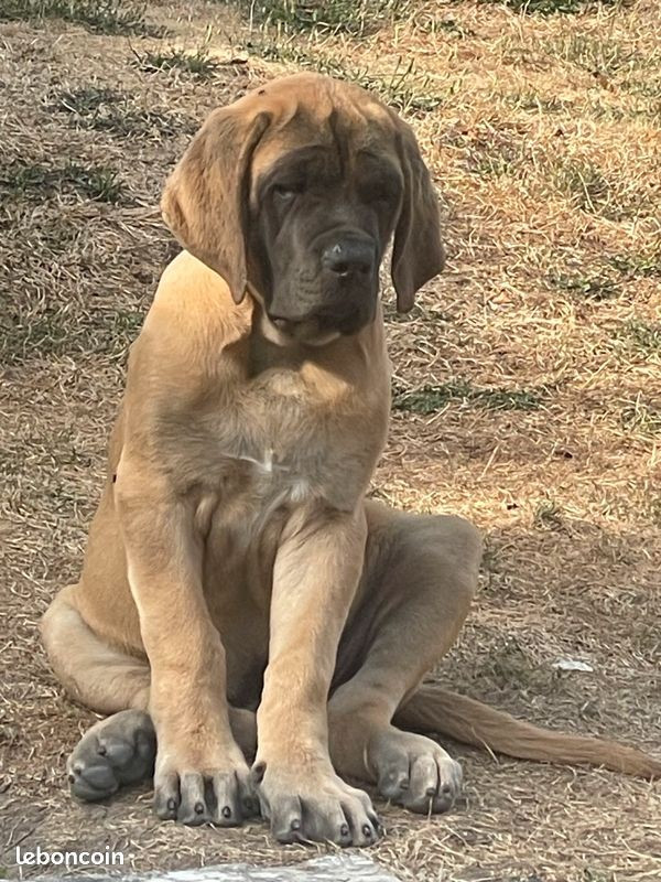 des Mastiffs d'Enfer - Chiots disponibles - Mastiff