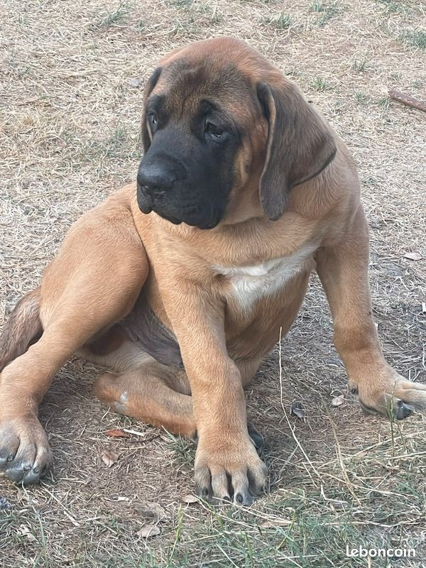 des Mastiffs d'Enfer - Chiots disponibles - Mastiff