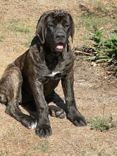 des Mastiffs d'Enfer - Chiots disponibles - Mastiff