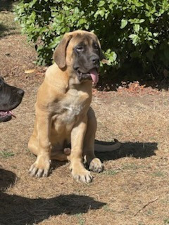 des Mastiffs d'Enfer - Chiots disponibles - Mastiff