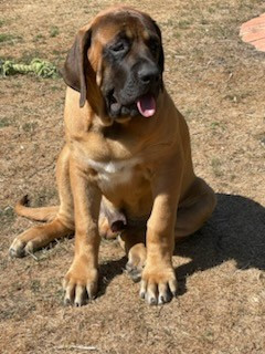 des Mastiffs d'Enfer - Chiots disponibles - Mastiff